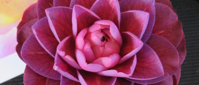 New Zealand Camellia National Show