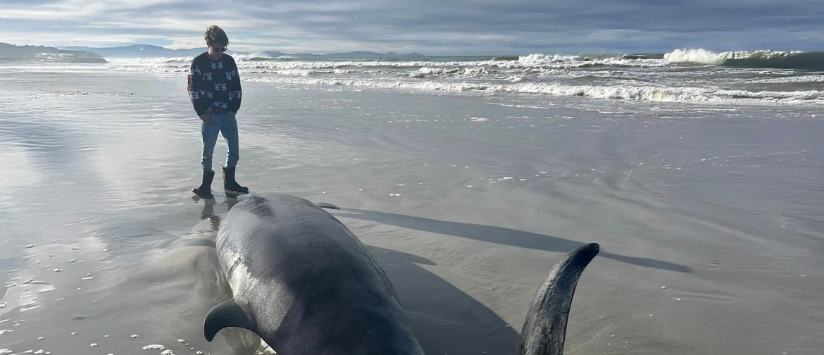 The World's Rarest Whale – Spade-Toothed Whale The World's Rarest Whale – Spade-Toothed Whale