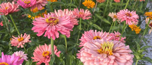 Sneak Peak Sunday - Flower Farm Open Day