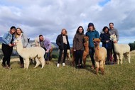 Walking with Alpacas