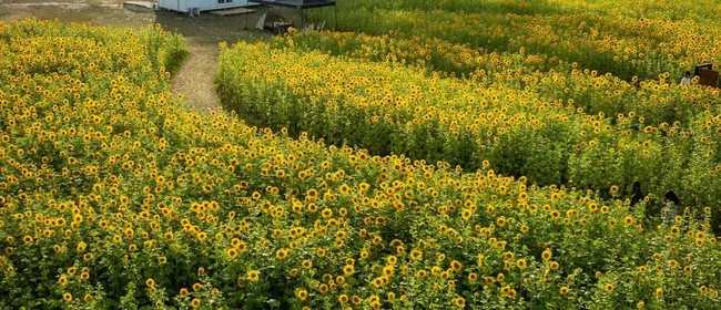 Pick your own sunflower