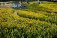 Pick your own sunflower