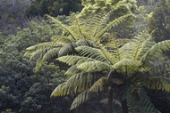 Plants with ancestors from Gondwana - guided walk