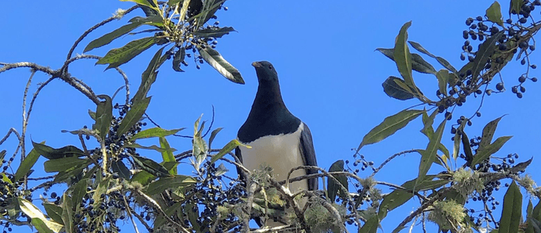 Citizen Science: Cornwall Park Bird Survey