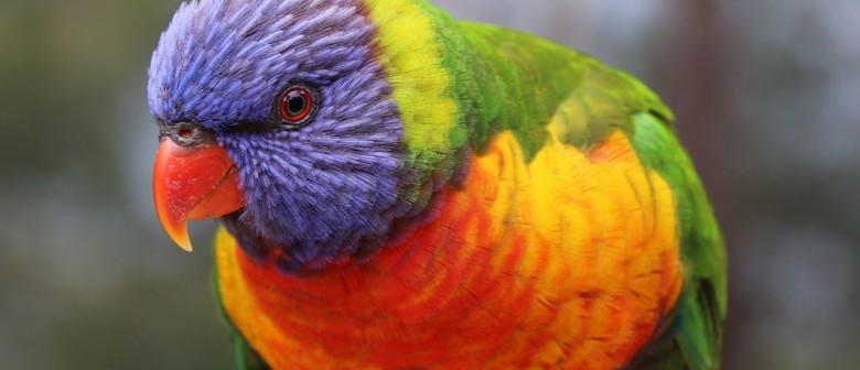 North Taranaki Bird Show & Sale