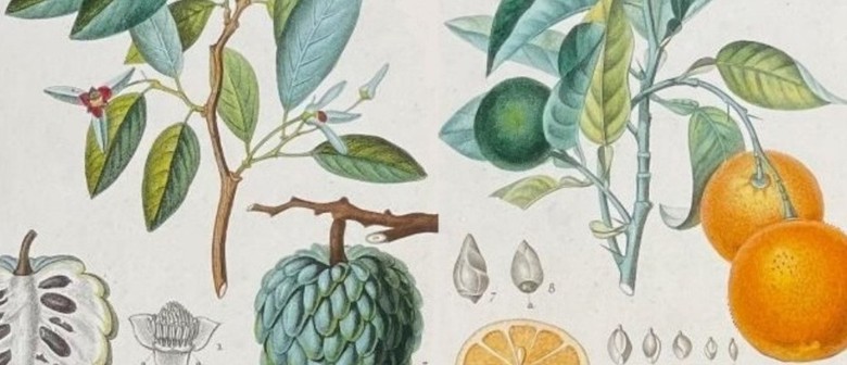 Botanical Art and Illustration Course