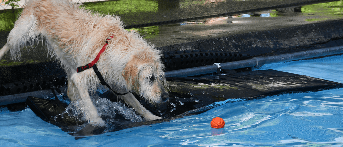 Dogs 'n' Togs Dog on float mat reaching for ball in pool