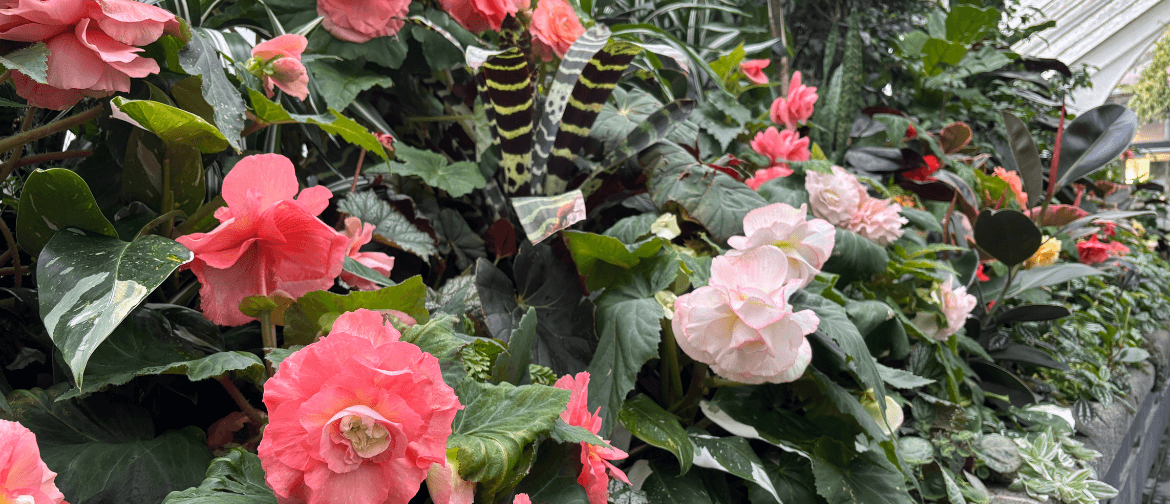 Begonias, Bromeliads, and Bananas - Guided Walk Begonias, Bromeliads, and Bananas - Guided Walk