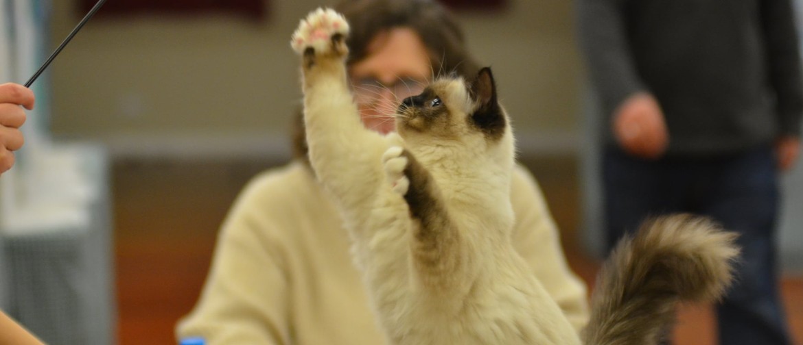 LHCBA Cat Show Kitten playing with a toy