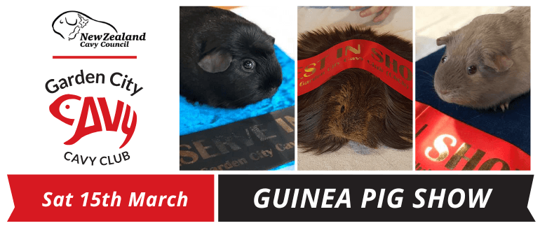Guinea Pig Show