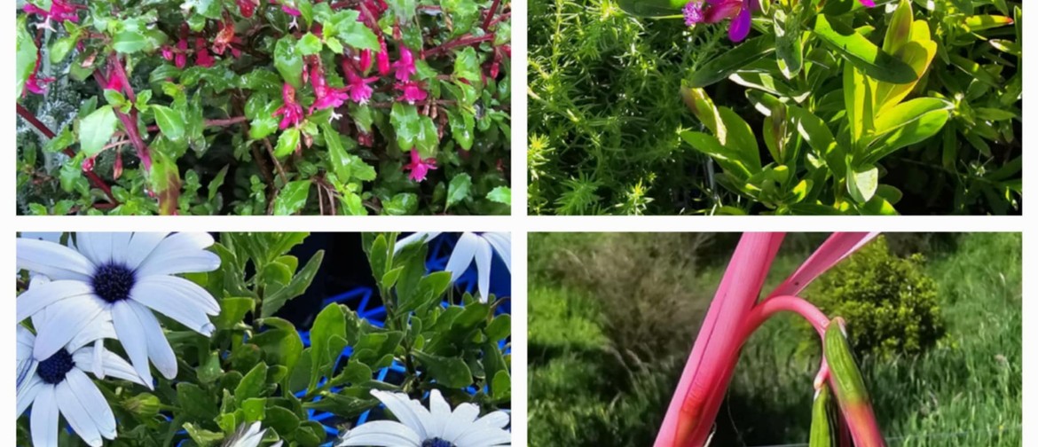 Native and Garden Plant Sale Piwakawaka Plants - Wairarapa - Eventfinda