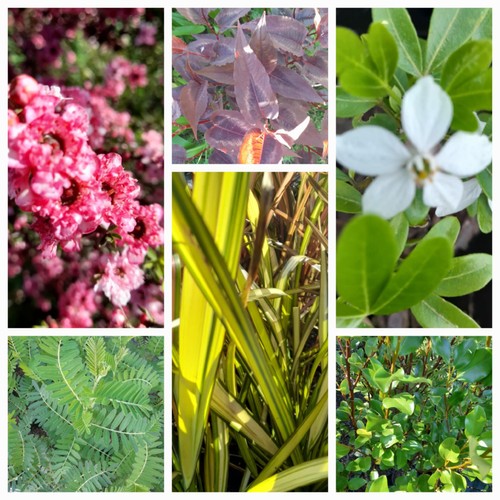 Native and Garden Plant Sale Piwakawaka Plants - Wairarapa - Eventfinda