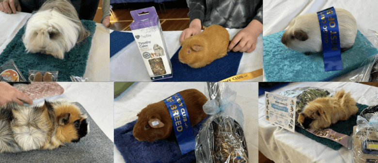 Guinea Pig Show Guinea Pig Show