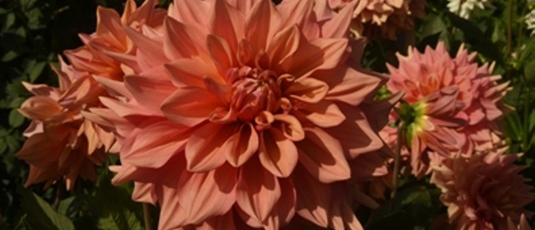 Canterbury Dahlia Circle One Day Show