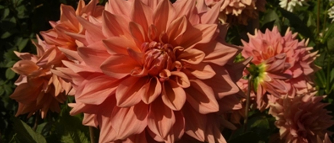Canterbury Dahlia Circle One Day Show Canterbury Dahlia Circle One Day Show