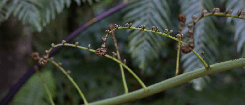 Plants for Food - Guided Walk