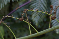 Plants for Food - Guided Walk