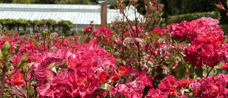 The Rose Garden Area and Its Amazing Story