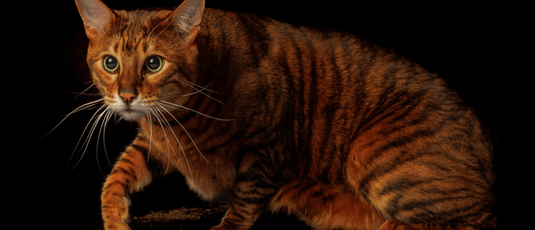 Palmerston North Cat Show