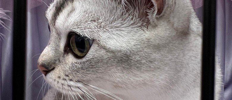 Burmese Cat Club All Breeds Show