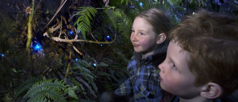 Glow in the dark titiwai tours - New Zealand glow worms Glow in the dark titiwai tours - New Zealand glow worms