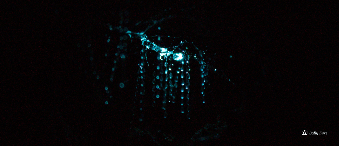 Ōtari Glow Worm Tour Ōtari Glow Worm Tour