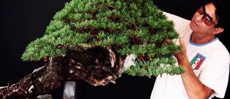 Auckland Bonsai Society 2025 Annual Show Italian Bonsai artist, Salvatore Liporace, working on an impressive pine tree