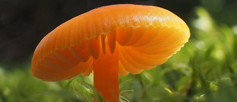 Forest & Bird Talk - Botanical and Mycological Wanderings.