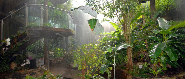 No Rain, No Rainforest No Rain, No Rainforest