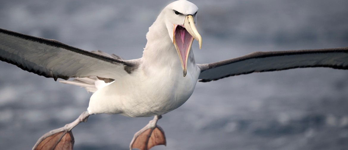 Birds and Other Wildlife – Public Talk Birds and Other Wildlife – Public Talk
