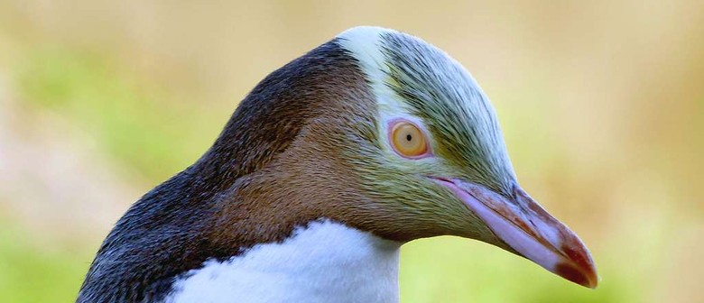 Pyramids, Plants and Penguins