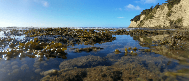 Citizen Science for a Changing Ocean Coastal rocky shore view at low tide