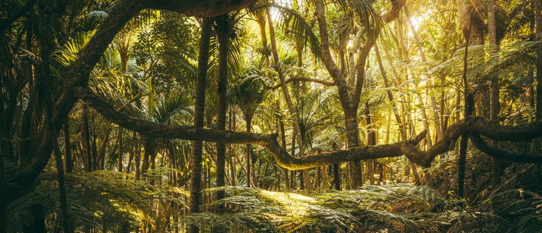 Understory