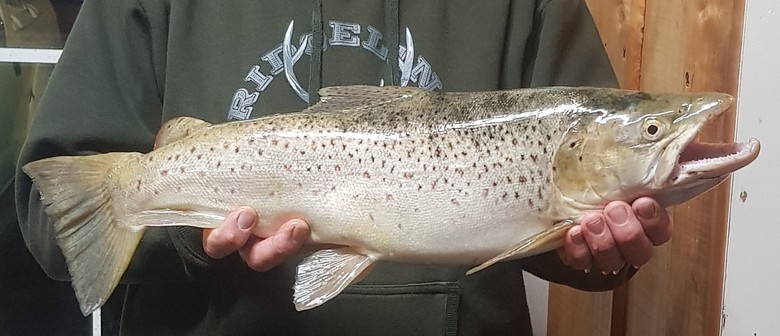 Lower Waikato River Trout Contest 2025