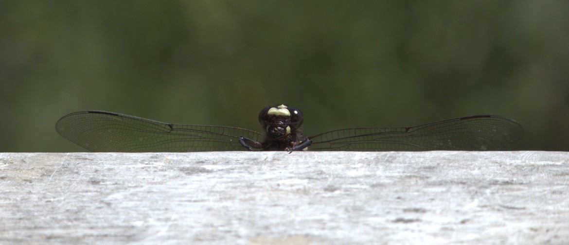 Conservation Kōrero: Discoveries in Dragonflies Conservation Kōrero: Discoveries in Dragonflies