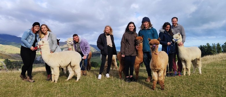 Walking with Alpacas