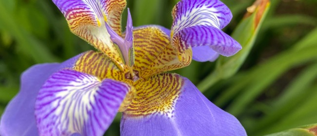Plant to Perfume: Natural Fragrance Workshop