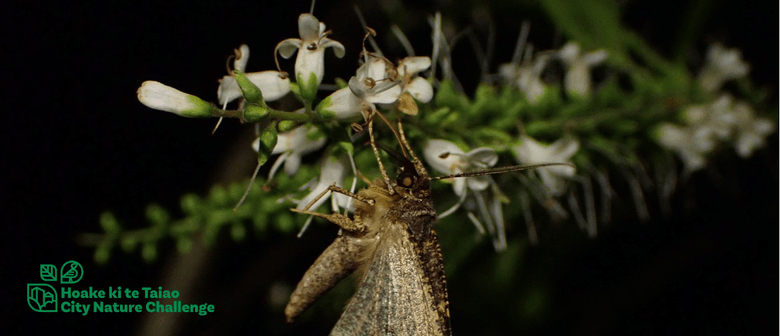 City Nature Challenge - Ōtari Night Exploration