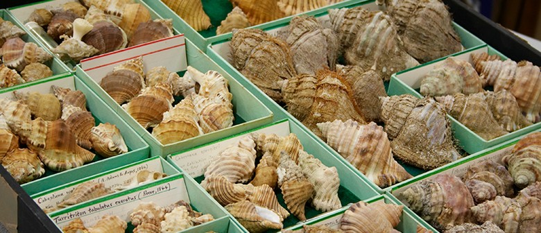 City Nature Challenge: Wellington Shell Club