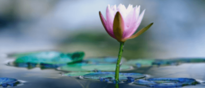 Pure Mind, Pure World - Meditation Course