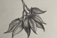 'beginner's Art' - a Term of Drawing