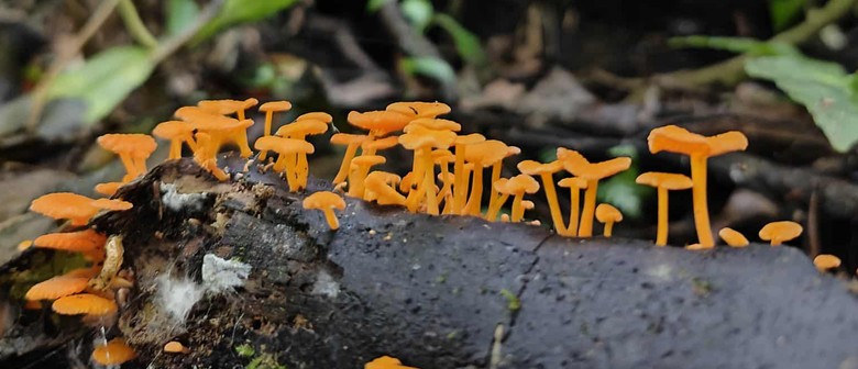Mokaihaha Fungi ID Training