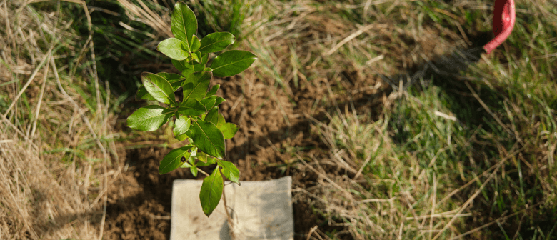 Cannons Creek Planting - Join us!