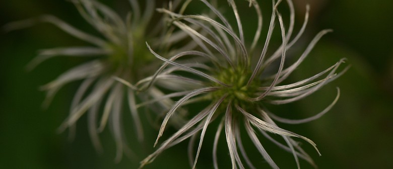 Basic Photoshop for Flower Loving Photographers