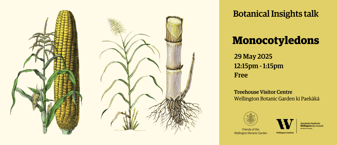 The Monocotyledons - Insights Talk The Monocotyledons - Insights Talk