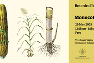 The Monocotyledons - Insights Talk