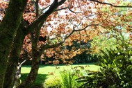 Natural Ease and Mindful Living