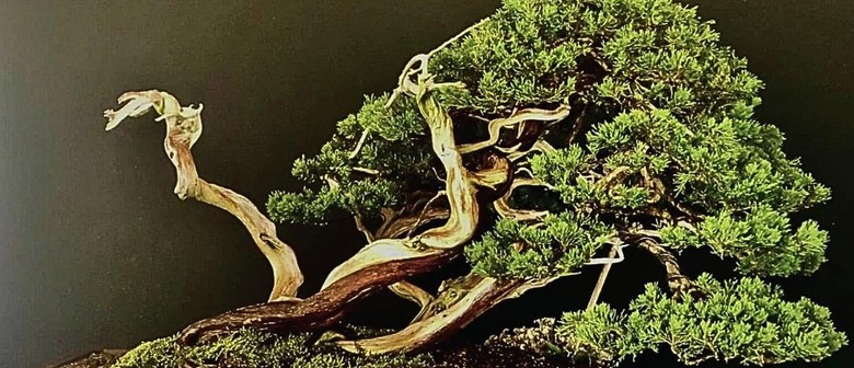 Auckland Bonsai Society 2025 Annual Show
