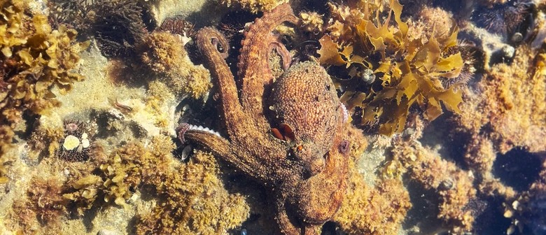 Bioblitz Rockpool Survey