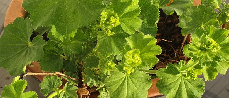 What's In Your Garden? Herbal Hormone Balance 11-45 Years